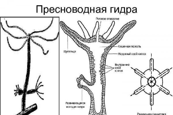 Кракен шоп krakenweb site