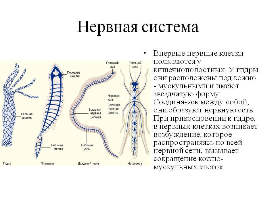 Кракен найти сайт